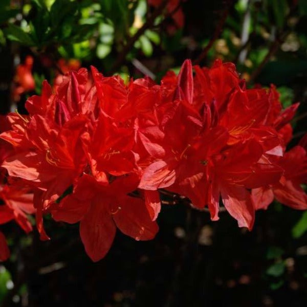 Mollis Azalea | Scarlet Pimpernel