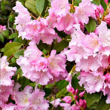 Load image into Gallery viewer, Rhododendron | Jeanette Clarke