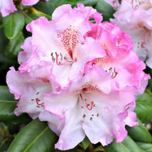Load image into Gallery viewer, Rhododendron 'Simona', evergreen shrub with dark-green foliage and clusters of funnel-shaped blooms in creamy-pink with frilly edges and ruby-red spotting.
