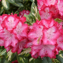 Load image into Gallery viewer, President Roosevelt pink flowers with white throat