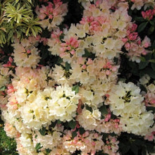 Load image into Gallery viewer, Rhododendron | Golden Torch