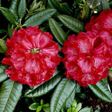 Load image into Gallery viewer, Rhododendron 'Johnny Bender', evergreen shrub with dark-green foliage and loose trusses of funnel-shaped currant-red flowers.