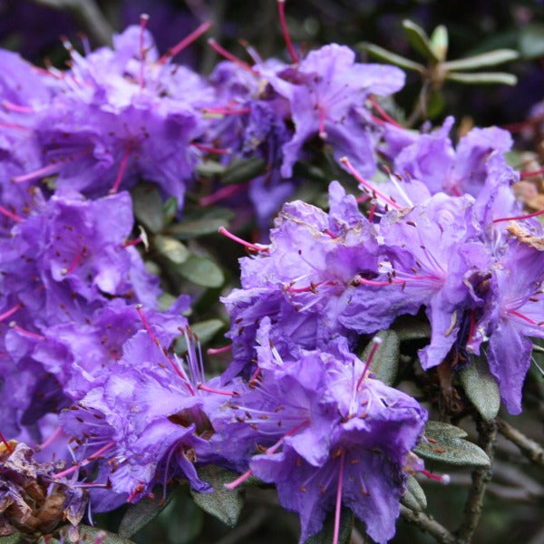Rhododendron 'Russatum', evergreen shrub with dark-green foliage and clusters of funnel-shaped, intense blue-purple flowers.