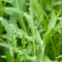 Load image into Gallery viewer, Heirloom Seed Pack | Salad