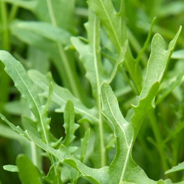 Heirloom Seed Pack | Salad