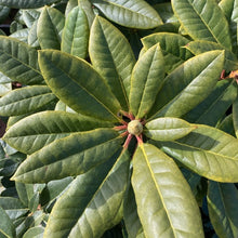 Load image into Gallery viewer, Rhododendron 'Rocket' green foliage
