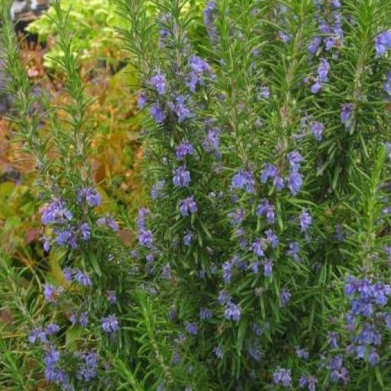 Rosemary plant Gorza, evergreen with soft blue flowers.