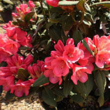 Load image into Gallery viewer, Rhododendron | Ross Maude
