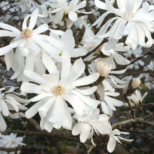Load image into Gallery viewer, Magnolia 'Royal Star', deciduous tree featuring pure white flowers with a hue of pink.