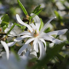 Load image into Gallery viewer, Magnolia | Royal Star
