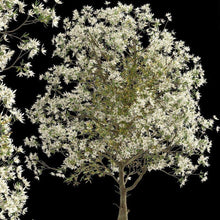 Load image into Gallery viewer, Magnolia | Royal Star
