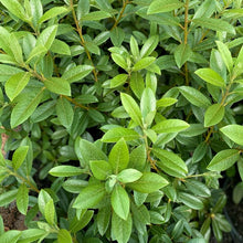 Load image into Gallery viewer, Rhododendron Saffron Queen green foliage