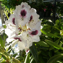 Load image into Gallery viewer, Rhododendron | Sappho