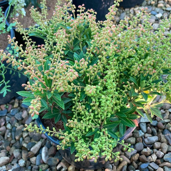 Pieris 'Sarabande', evergreen shrub featuring dark green foliage and white, urn-shaped flowers.