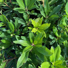 Load image into Gallery viewer, Rhododendron | Schiller