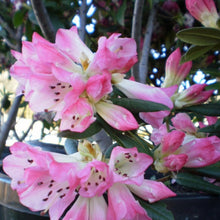 Load image into Gallery viewer, Rhododendron 'Seta', evergreen shrub with dark-green foliage and loose clusters of bell-shaped flowers in white with rose-pink edgings.