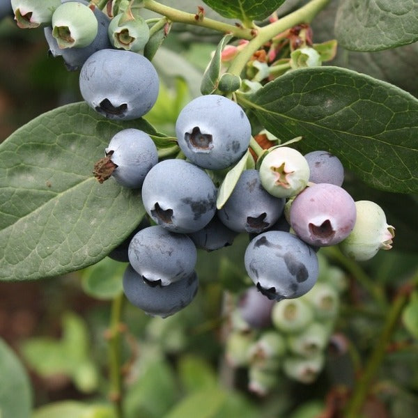 Blueberry 'Sharpe Blue' Southern Highbush.