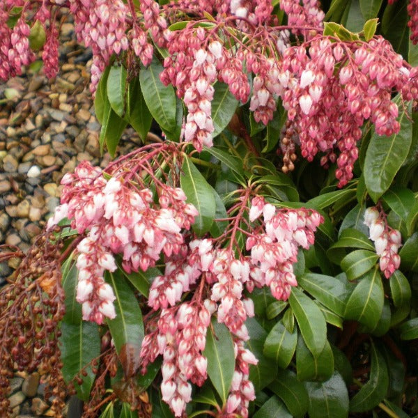 Pieris 'Shojo', evergreen shrub featuring glossy dark-green foliage and cascades of  soft-pink, bell-shaped flowers.