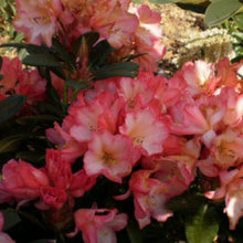 Load image into Gallery viewer, Rhododendron | Sierra Sunset