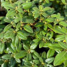 Load image into Gallery viewer, Rhododendron Snow Lady green foliage