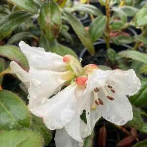Rhododendron 'Snow Lady' pure white flowers against mid-green foliage.
