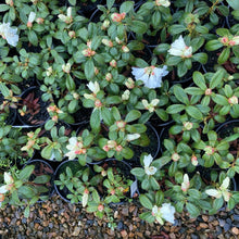 Load image into Gallery viewer, Rhododendron &#39;Snow Lady&#39; young plants in flower and bud.
