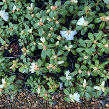 Load image into Gallery viewer, Rhododendron 'Snow Lady' young plants in flower and bud.