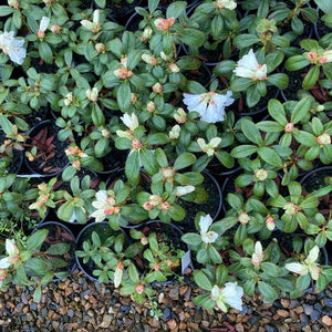 Rhododendron 'Snow Lady' young plants in flower and bud.