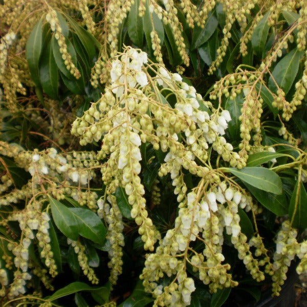Pieris 'Snow Queen', evergreen shrub with glossy green foliage and cascades of bell-shaped pure-white flowers.