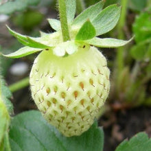 Load image into Gallery viewer, Strawberry 'White Soul' | Vintage Heirloom Seeds