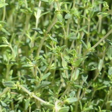 Load image into Gallery viewer, Thyme 'Summer' | Vintage Heirloom Seeds