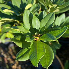Load image into Gallery viewer, Rhododendron 'Sweet 16' pointy green foliage