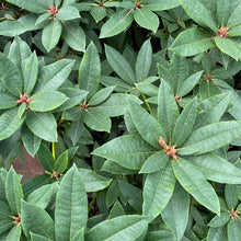 Load image into Gallery viewer, Rhododendron Taurus green foliage