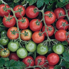 Load image into Gallery viewer, Tomato 'Tommy Toe' | Vintage Heirloom Seeds