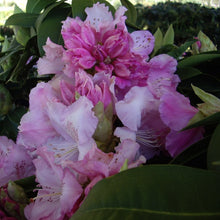 Load image into Gallery viewer, Rhododendron | Trude Webster
