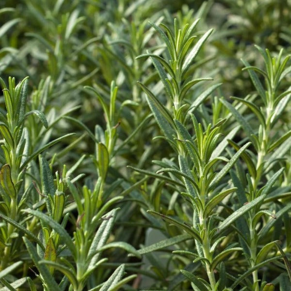 Rosemary plant Tuscan Blue evergreen with pale blue flowers.