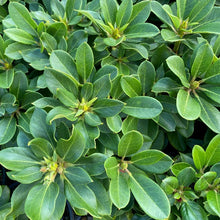 Load image into Gallery viewer, Rhododendron Unique, green foliage
