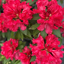 Load image into Gallery viewer, Rhododendron | Unknown Warrior