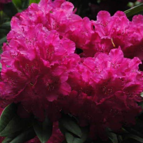 Rhododendron | Auguste van Geert