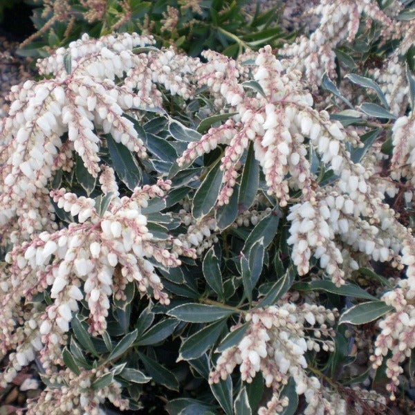 Pieris 'Variegated', evergreen shrub with glossy green foliage edged in cream. Cascades of pure-white, bell-shaped flowers.