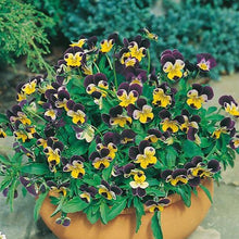Load image into Gallery viewer, Heirloom Seed Pack | Flowers