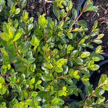 Load image into Gallery viewer, Azalea 'Ward's Ruby', green foliage on young plants