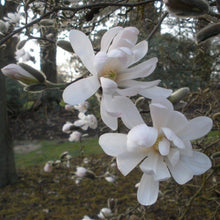 Load image into Gallery viewer, Magnolia | Waterlily