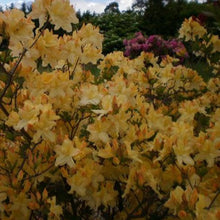 Load image into Gallery viewer, Mollis Azalea | Wryneck