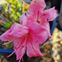 Load image into Gallery viewer, Azalea | Yochiyo