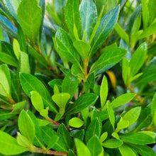 Load image into Gallery viewer, Azalea | Yochiyo