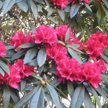 Load image into Gallery viewer, Rhododendron 'Bibiani', evergreen shrub with deep-green foliage and trusses of dark-red flowers with maroon spots.