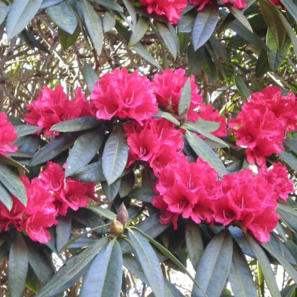 Rhododendron 'Bibiani', evergreen shrub with deep-green foliage and trusses of dark-red flowers with maroon spots.