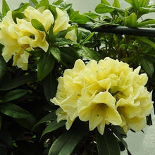 Load image into Gallery viewer, Rhododendron 'Chrysomanicum', evergreen shrub with olive-green foliage and large clusters of bright primrose-yellow blooms.