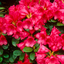 Load image into Gallery viewer, Rhododendron 'Molly Anne', evergreen shrub with small, bright-green ovate foliage and trusses of small, funnel-shaped, rose-pink blooms with wavy lobes.